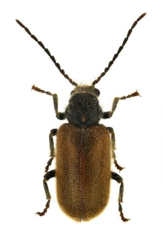 Hedobia pubescens